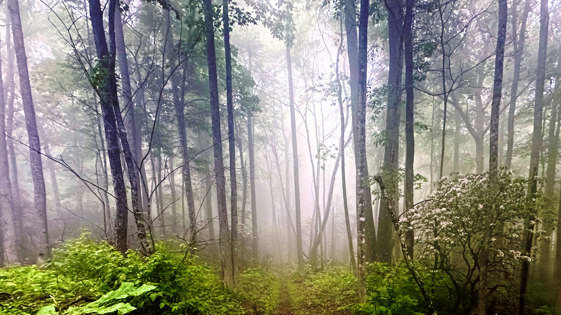 Misty forest with green ferns and tall trees