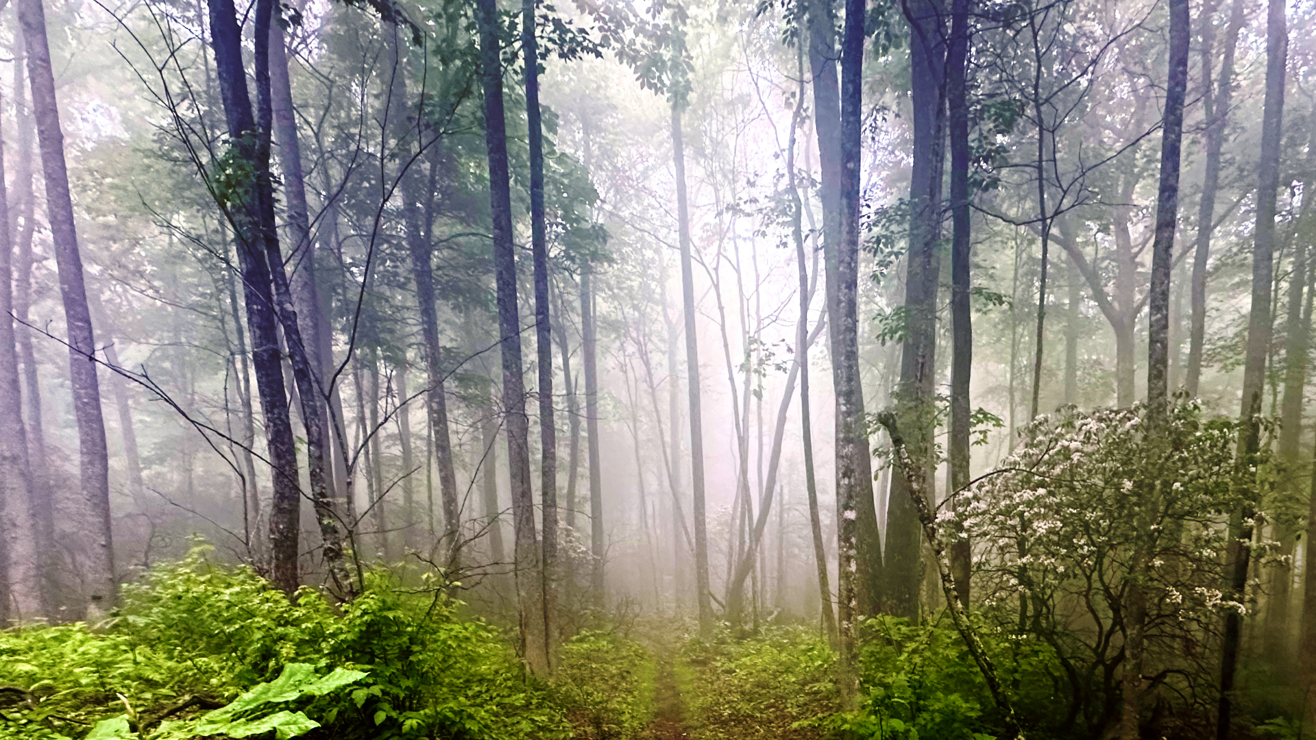Misty forest with green ferns and tall trees